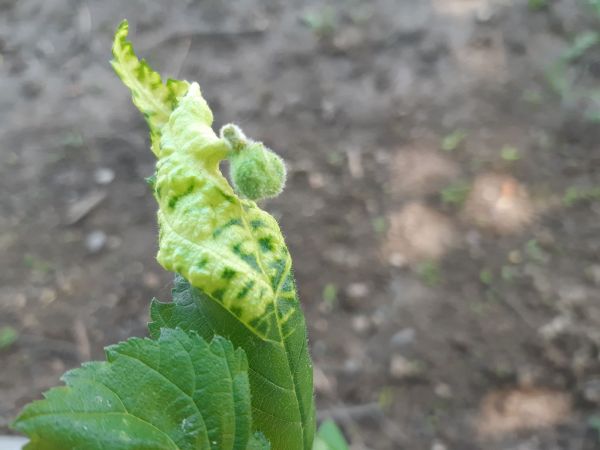 Oriental grass root aphid