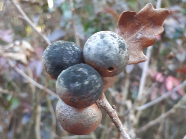 Oak marble gall Andricus kollari 