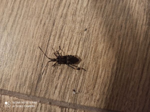 Western conifer seed bug