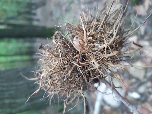 Gall wasp Andricus caputmedusae