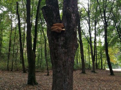 Tr&uacute;dnik &scaron;upinat&yacute;