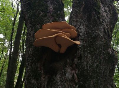 Tr&uacute;dnik &scaron;upinat&yacute;