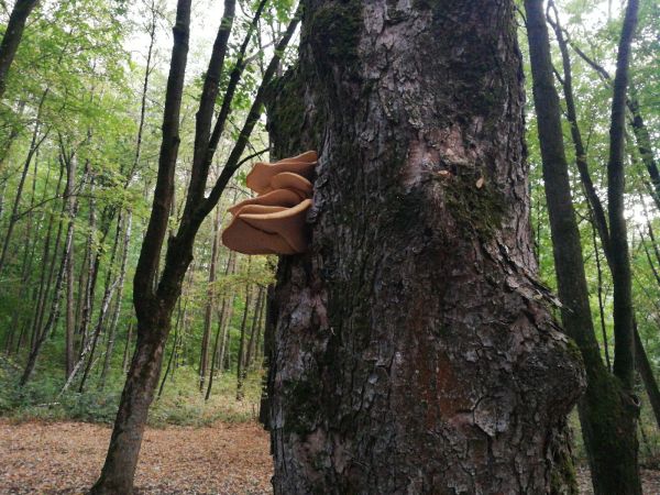 Dryad&rsquo;s saddle