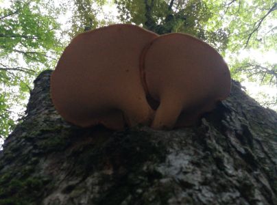 Tr&uacute;dnik &scaron;upinat&yacute;