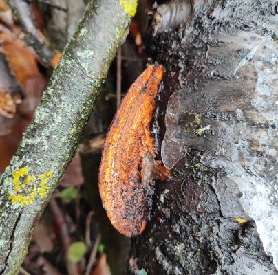 Daedaleopsis confragosa 