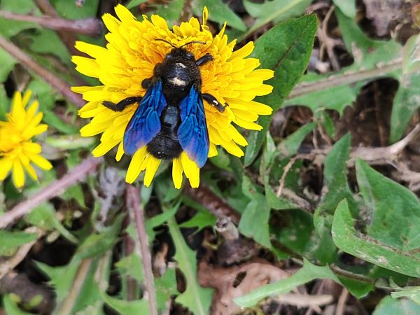 Violet carpenter bee