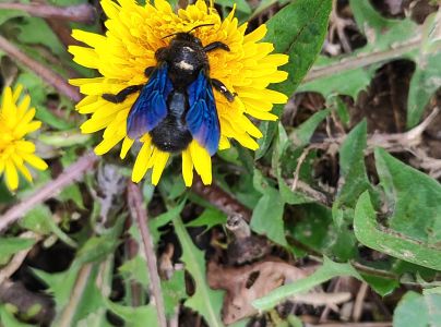 Drev&aacute;r fialov&yacute;