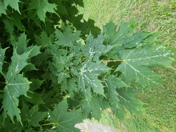 Powdery mildew of maple