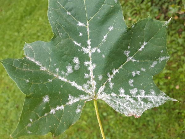 Powdery mildew of maple