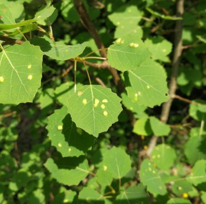 A - nie je v datab&aacute;ze