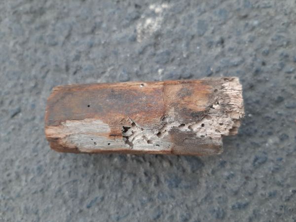 Woodworm Anobium punctatum