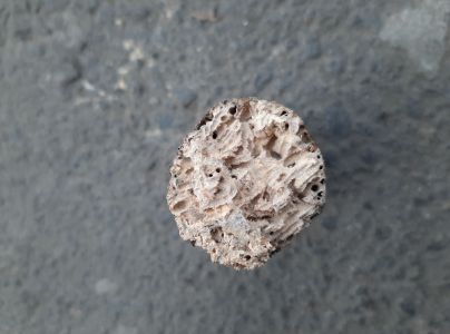 Červotoč p&aacute;sikav&yacute;