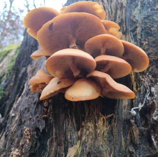 Martina Sucháňová 