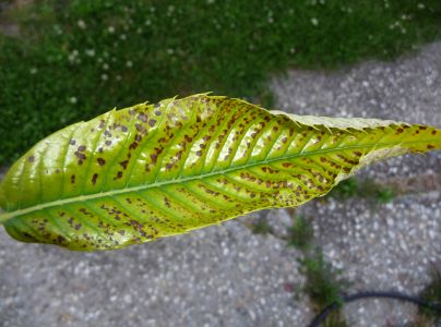 Drobnoplodka &scaron;kvrnit&aacute;