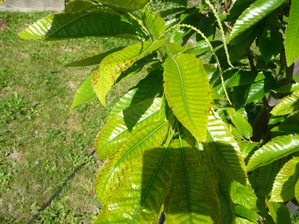 Mycosphaerella maculiformis 