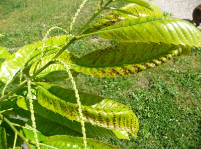 Drobnoplodka &scaron;kvrnit&aacute;