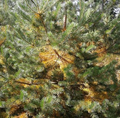 Lophodermium pinastri 