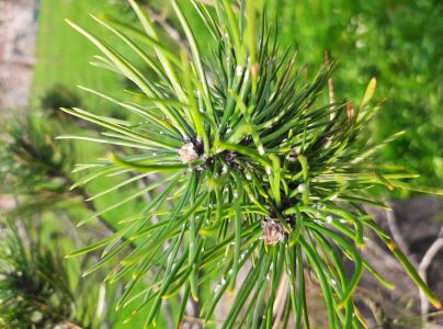 &Scaron;t&iacute;tnička borovicov&aacute;