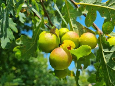 Hrčiarka listov&aacute;