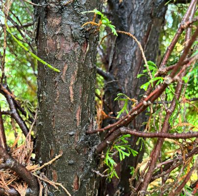 A - nejednoznačne určen&yacute;, nie sme si ist&iacute;