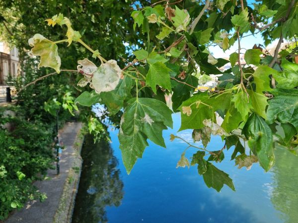 Plane tree powdery mildew