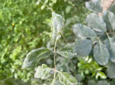 Veľkom&uacute;čka jaseňov&aacute;