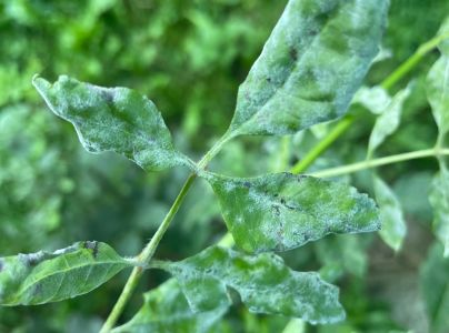 Veľkom&uacute;čka jaseňov&aacute;