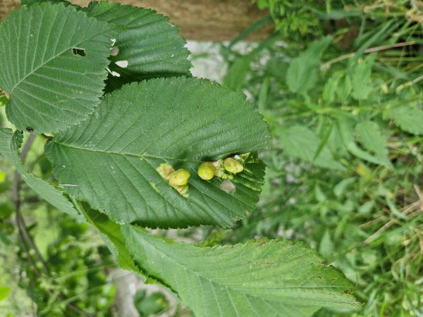 Aphid Tetraneura ulmi 