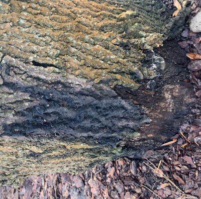 A - nejednoznačne určen&yacute;, nie sme si ist&iacute;