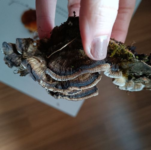 Adriána Majeríková 