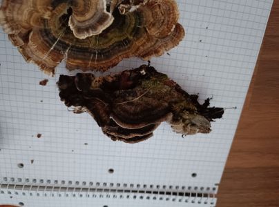 Tr&uacute;dnikovec pestr&yacute;