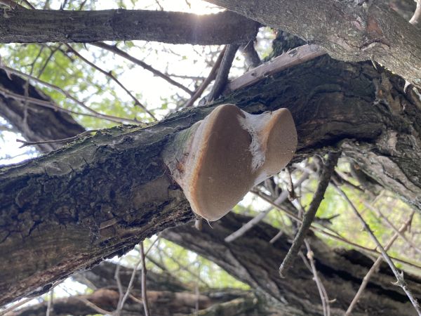 Phellinus robustus 