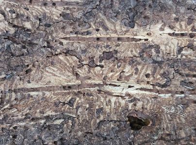 Lykožr&uacute;t smrekov&yacute;