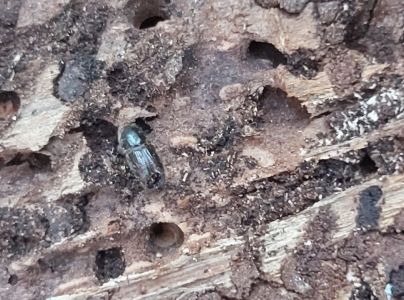 Lykožr&uacute;t smrekov&yacute;