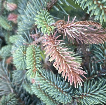 A - nejednoznačne určen&yacute;, nie sme si ist&iacute;