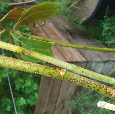 A - nejednoznačne určen&yacute;, nie sme si ist&iacute;
