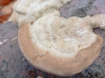 Tr&uacute;dnikovec chlpat&yacute;