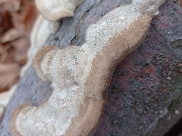 Trametes wood decay