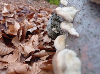 Tr&uacute;dnikovec chlpat&yacute;