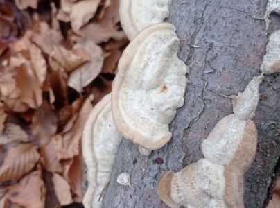 Tr&uacute;dnikovec chlpat&yacute;