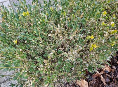 V&iacute;jačka kru&scaron;p&aacute;nov&aacute;