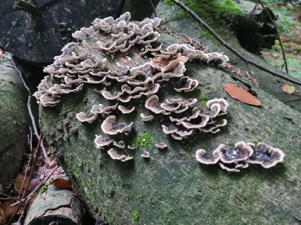 Turkey tail