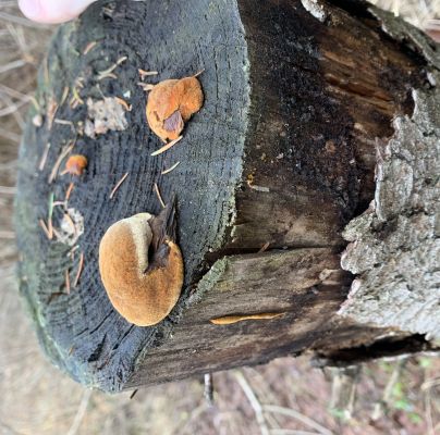 A - nie je v datab&aacute;ze