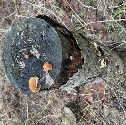 A - nie je v datab&aacute;ze