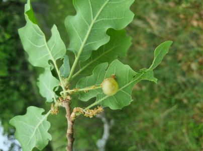 Hrčiarka Neuroterus quercusbaccarum