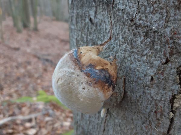 Tinder fungus