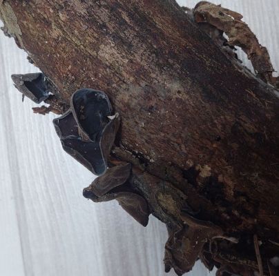 Auricularia auricula-judae