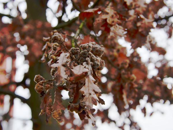 Gall midge Dryomyia circinans