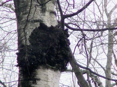 Ry&scaron;avec &scaron;ikm&yacute;