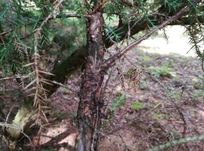 Hrdzavka hru&scaron;kov&aacute;